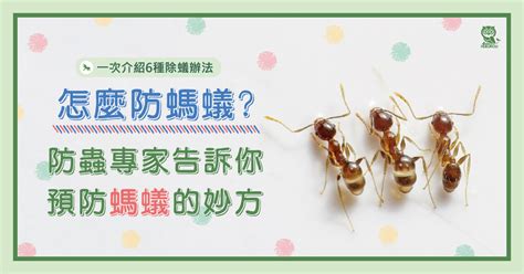 桌子上有螞蟻|怎麼防螞蟻？螞蟻大軍怕什麼？居家螞蟻防治專家告訴你預防螞蟻。